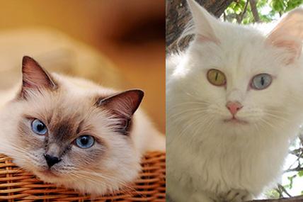 中国山东狮子猫vs布偶猫