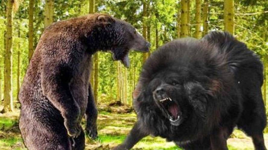 中国黑熊vs棕熊谁厉害
