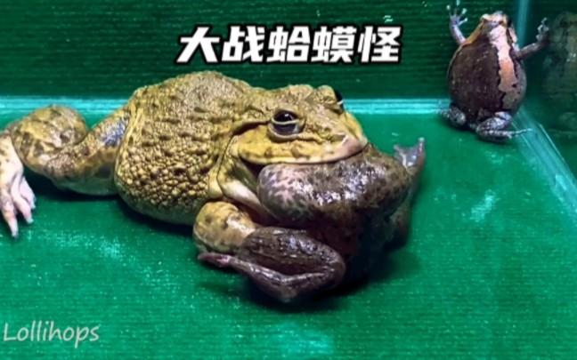 非洲牛蛙vs中国蟾蜍